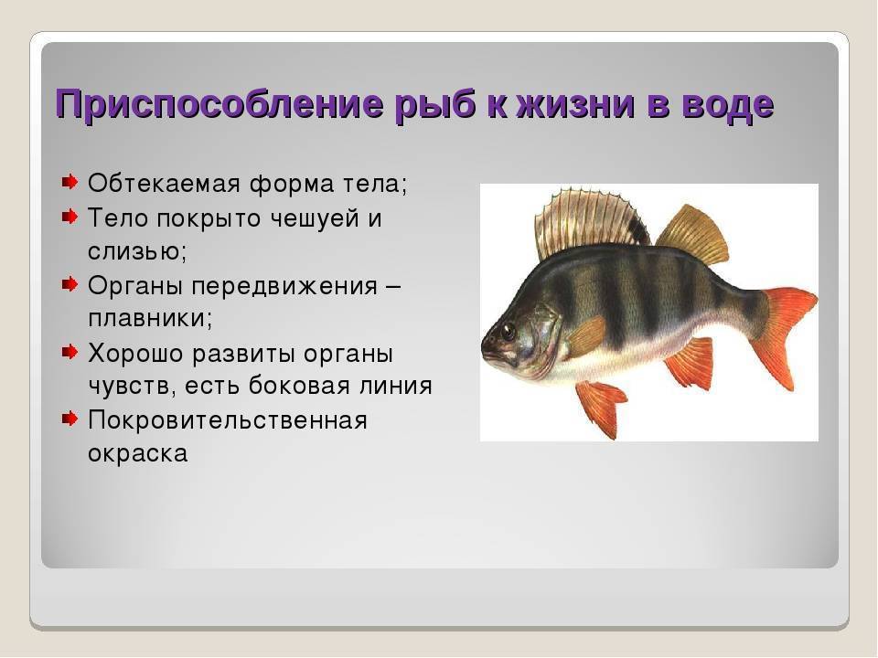 Рыбы условия жизни. Приспособление рыб к жизни в воде. Приспособленность рыбы к жизни в воде. Приспособление рыб к водной среде. Приспособленность рыб к жизни в водной среде.