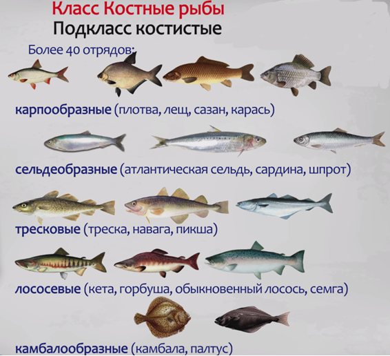 Виды морских рыб и особенности их обитания