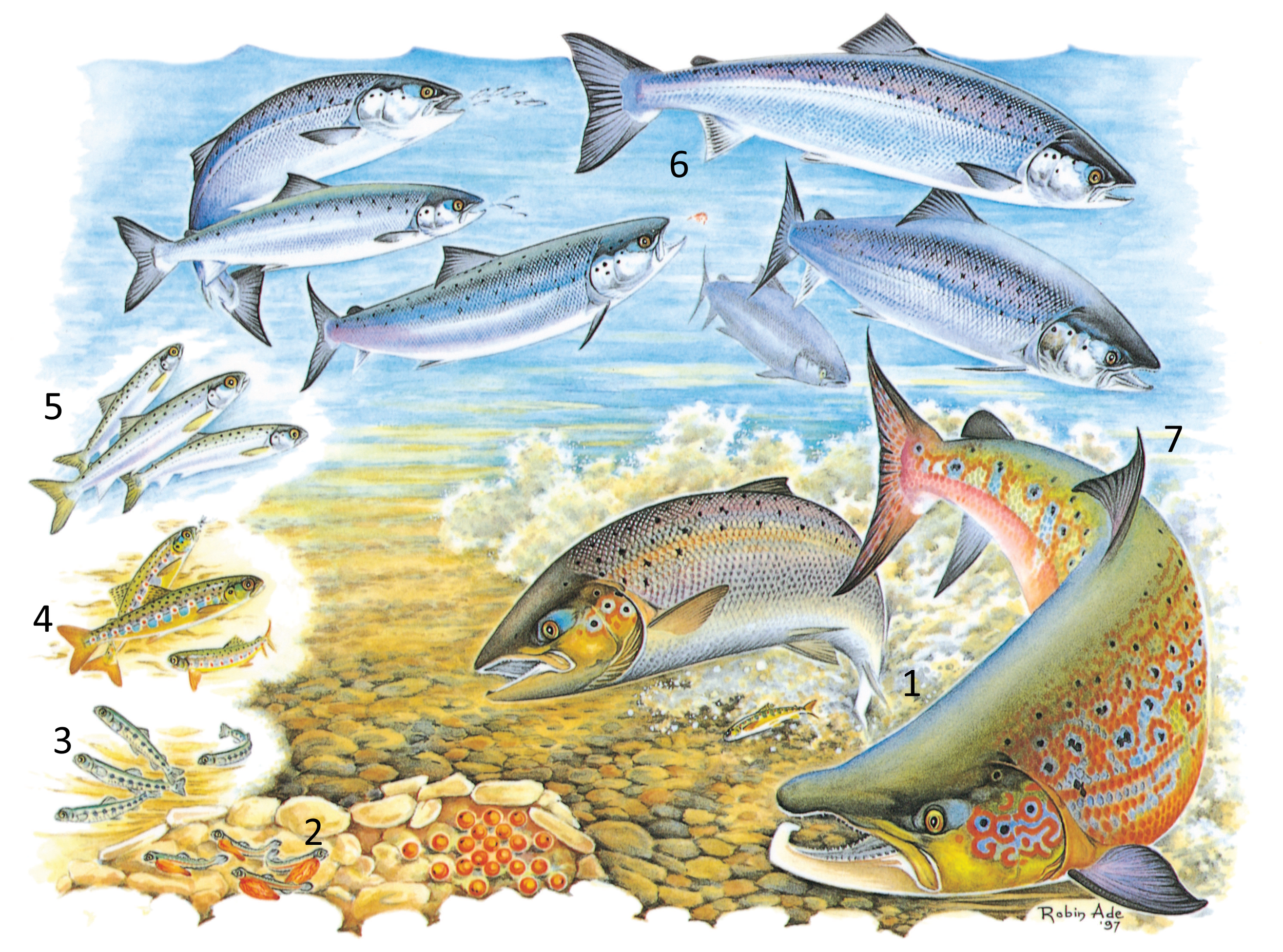 Лосось атлантический оплодотворение внутреннее. Жизненный цикл Атлантического лосося. Тихоокеанский лосось миграция. Лососеобразные рыбы нерест. Жизненный цикл лососевых рыб.