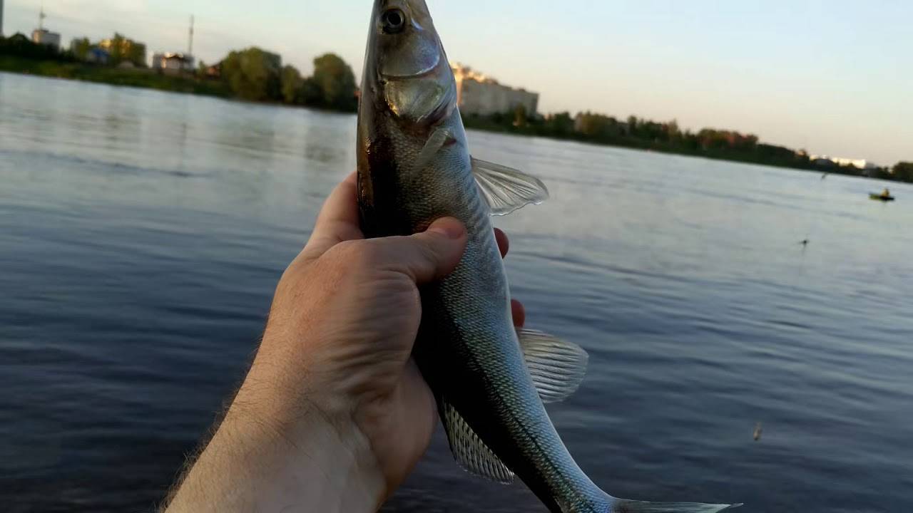 Рыбалка в черте города