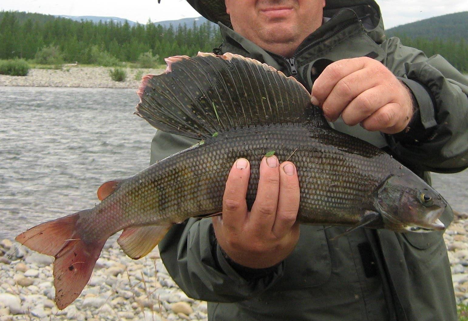 Рыбалка на байкале: ловля летом на удочку, какая балтийская рыба водится в озере