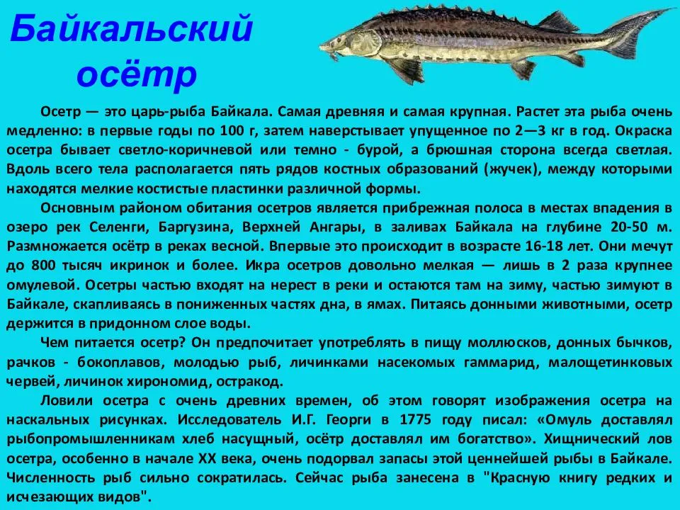 Осетр
