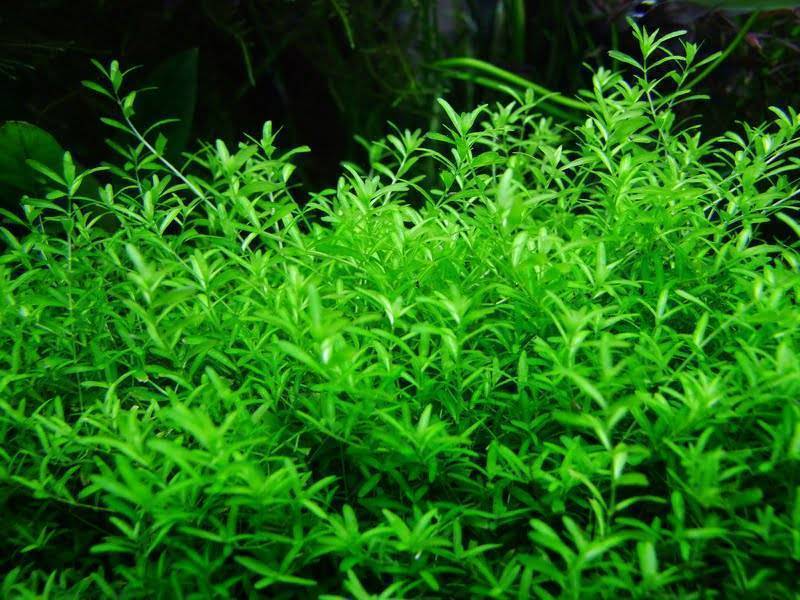 Хемиантус микрантемоидес — пресноводное длинностебельное растение