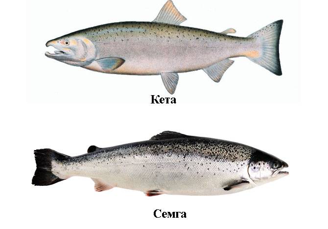 Лосось и сёмга - это одно и то же: отличия рыб семейства лососевых - семги и форели