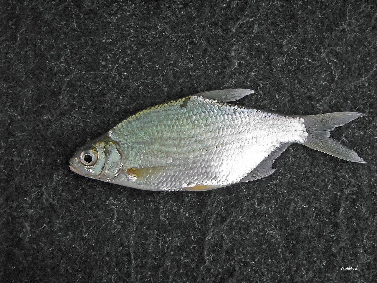 Рыба сопа: описание, питание, среда обитания и интересные факты