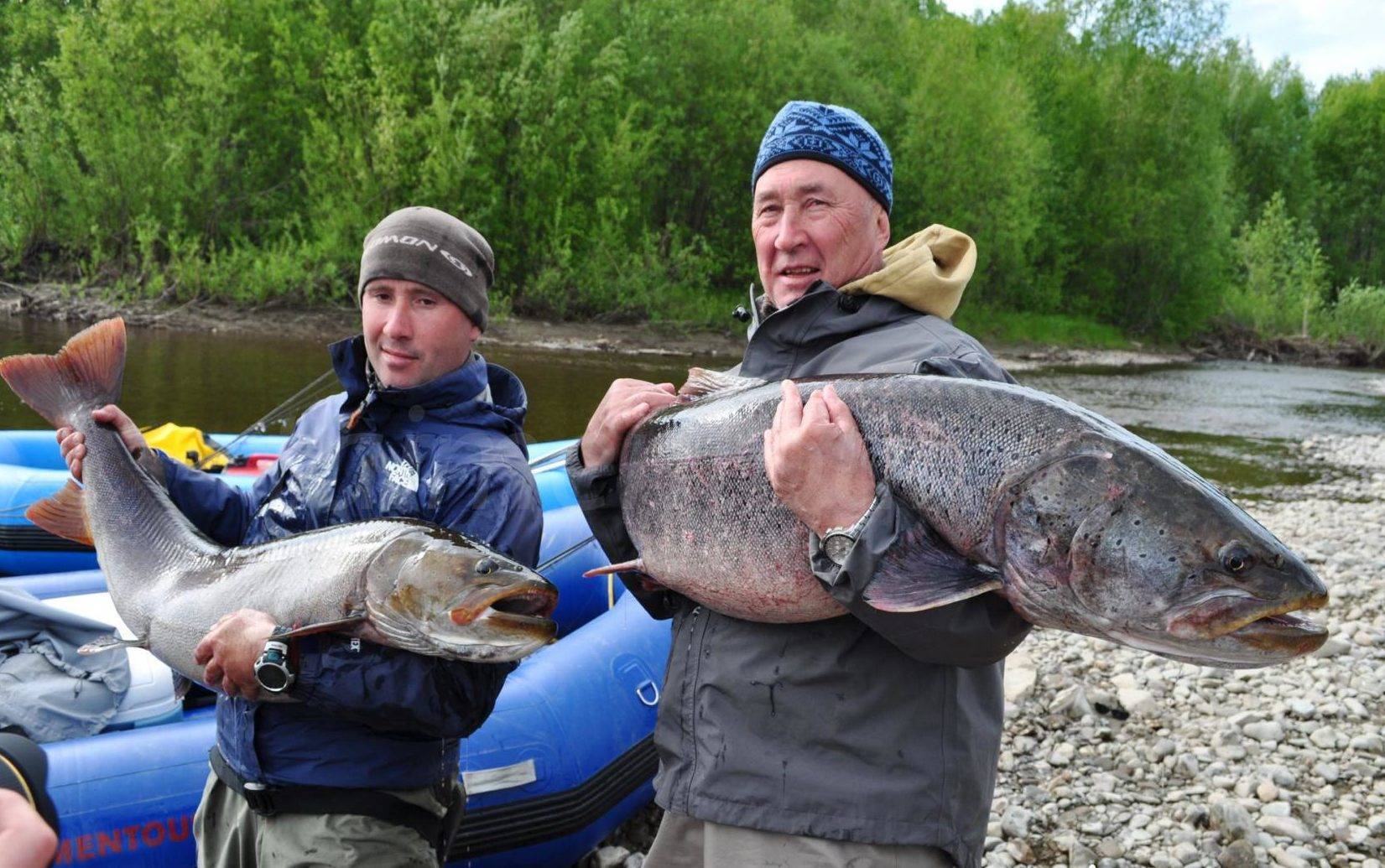 какая рыба водится в реке обь новосибирск