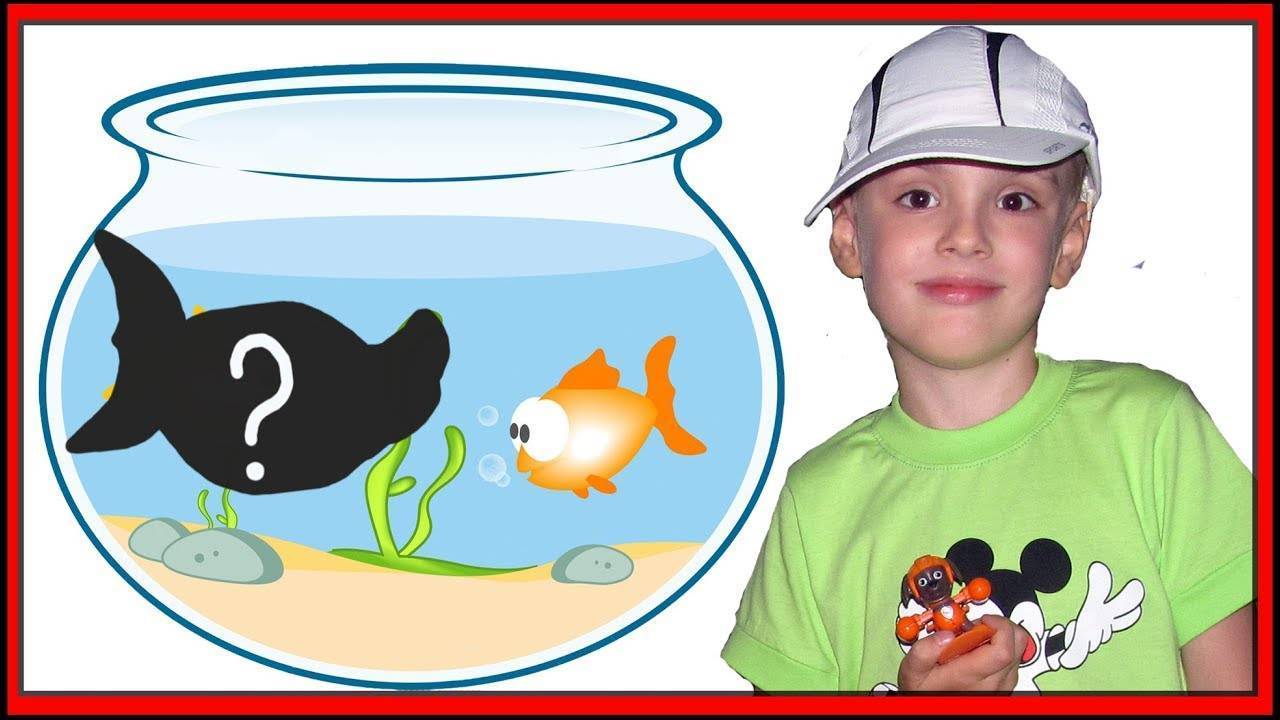 С какого возраста заводят аквариумных рыбок для детей