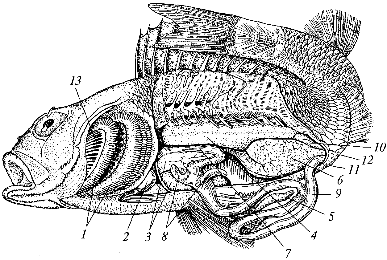 Орган боковой рыб. Внутреннее строение костистой рыбы окуня. Пилорические придатки у рыбы. Топография внутренних органов костной рыбы. Строение костистой рыбы окуня.