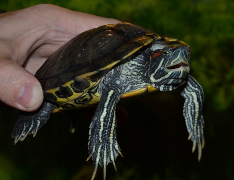 Красноухие черепахи — как определить возраст и пол?