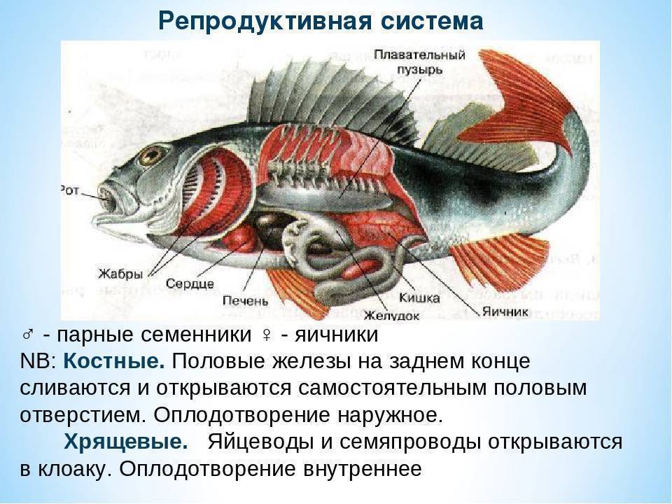 Лосось внутреннее оплодотворение. Половая система и размножение рыб. Репродуктивная система костных рыб. Надкласс рыбы система репродуктивная. Система органов размножения и развития у рыб таблица.