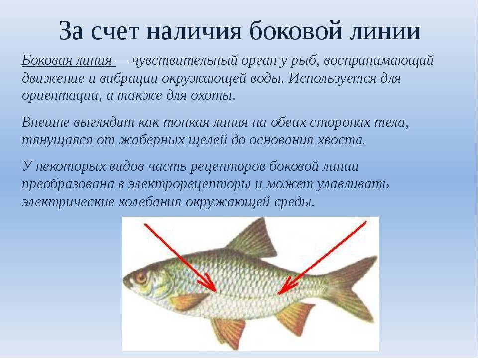 Способны ли рыбы слышать? органы чувств рыб, строение и их функции орган слуха и равновесия рыб.