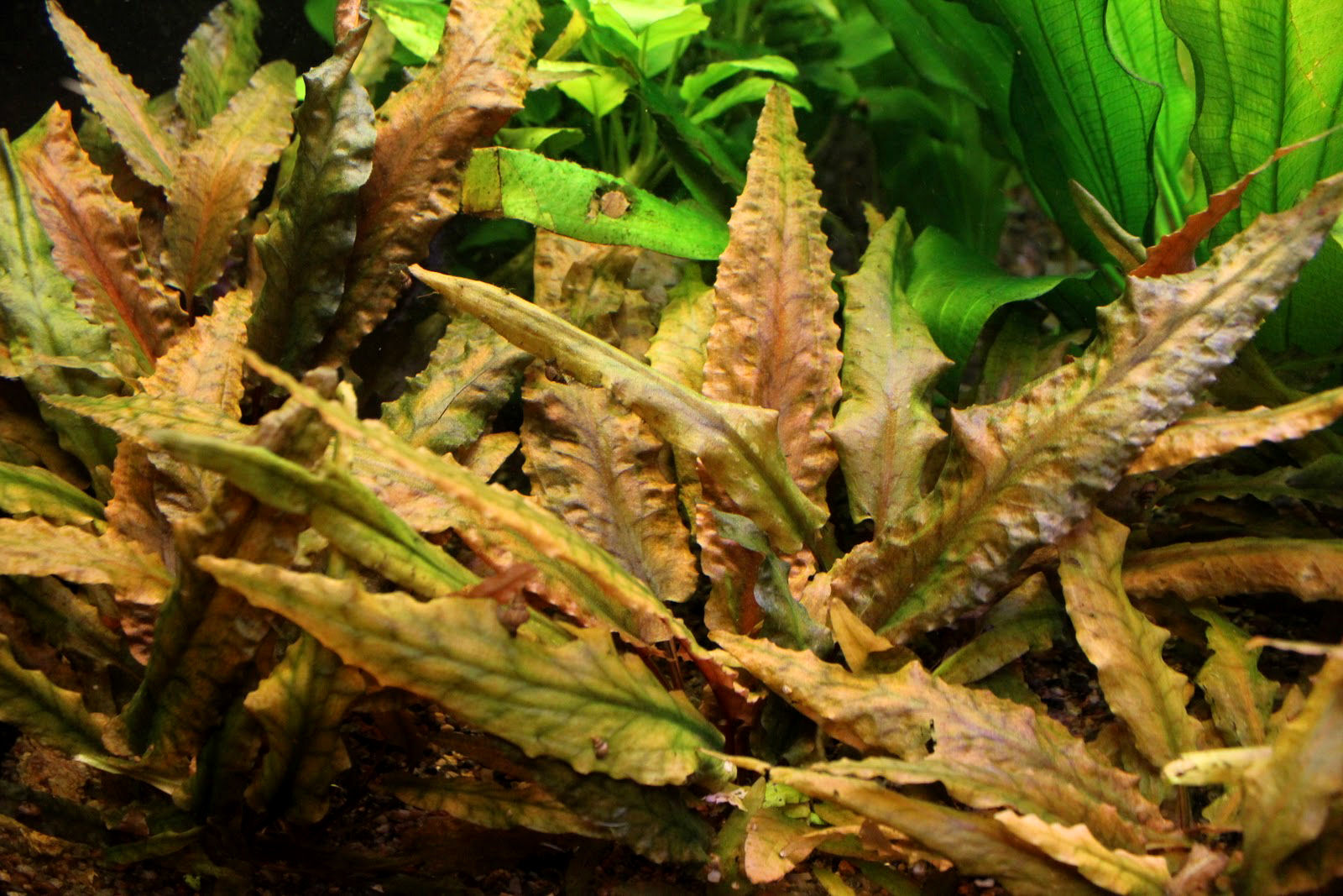 Виды криптокорины и содержание растений в аквариуме - плантофилия