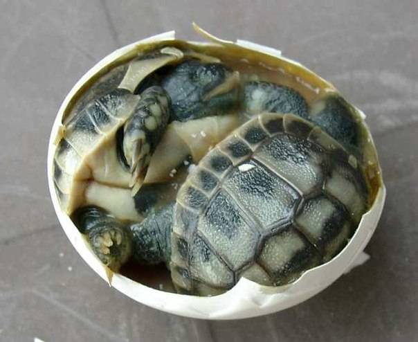 Как ускорить вылупление яйца черепахи в майнкрафт