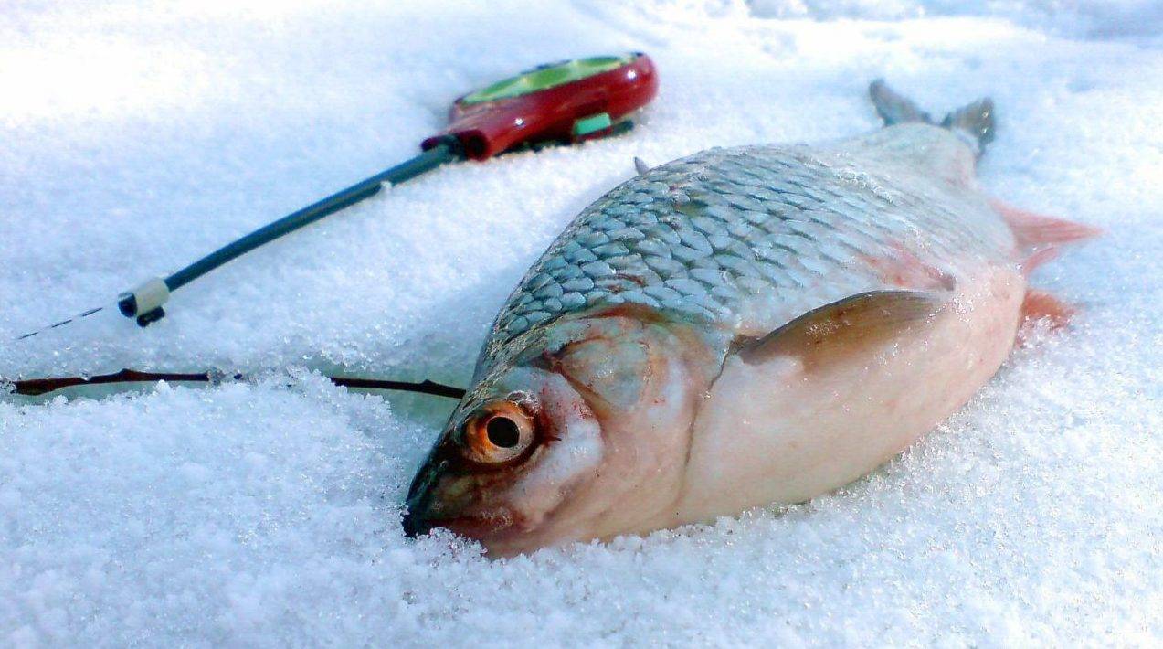 Рыбалка сетями зимой: 110 фото как просто и быстро поймать рыбу зимой
