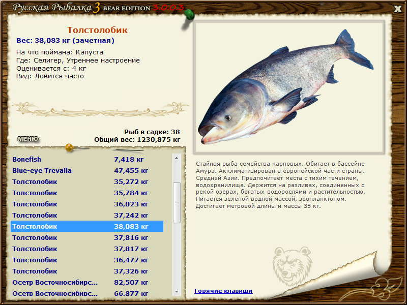 Толстолобик — что это за рыба?