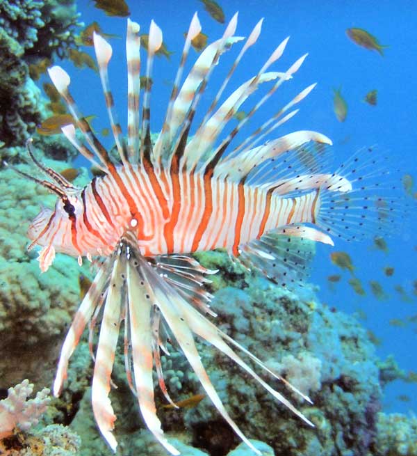 Рыба полосатая как зебра. рыба-лев, полосатая крылатка, рыба-зебра (pterois volitans). фото и видео. внешность необычной рыбки. фото рыбы-льва