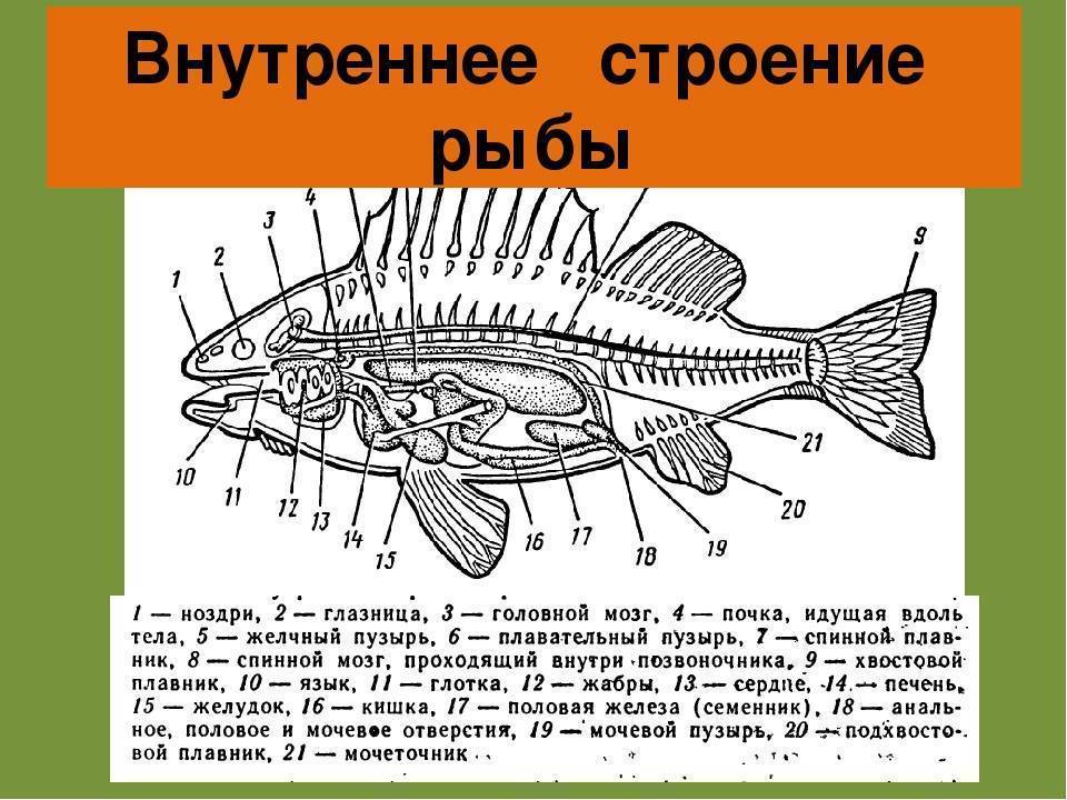 Вскрытый речной окунь рисунок с подписями