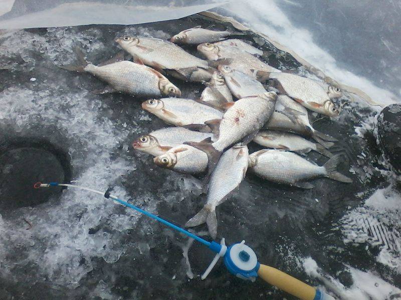 Зимняя рыбалка на течении, оснащение удочки и тактика ловли
