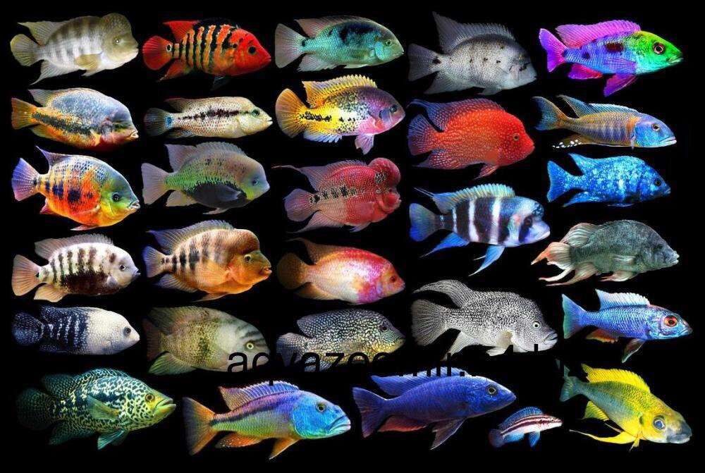Неприхотливые аквариумные рыбки для начинающих : топ 10, описание, виды, содержание, корм, размножение
