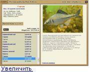 Рыбы россии — обыкновенный горчак