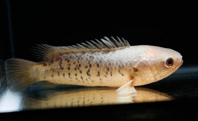 Анабас, или рыба-ползун — внешние характеристики, особенности содержания в домашних условиях