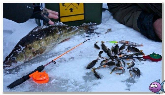 Рыбалка по первому льду: на мормышку, блеснение и поплавочная снасть