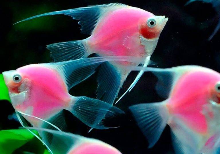 20 самых неприхотливых аквариумных рыбок