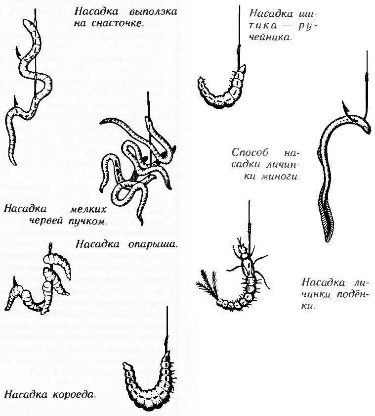 Как насаживать червя на крючок на карася фото