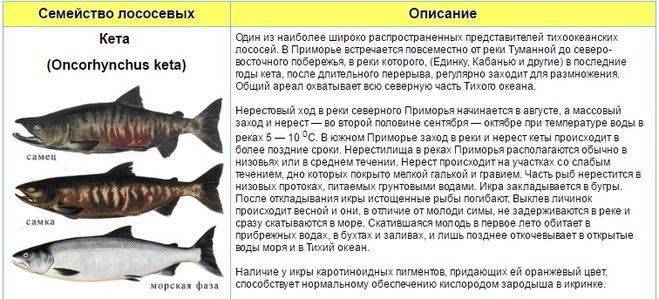 Где водится форель в россии?