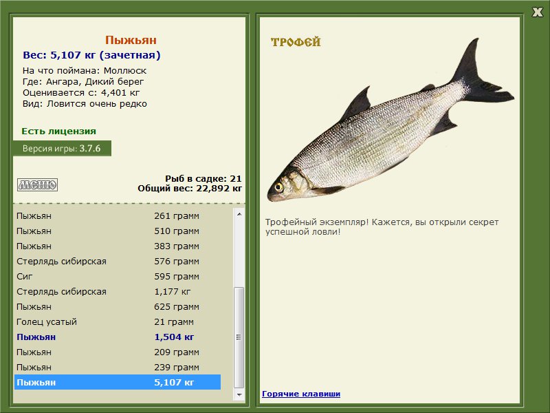 Ёрш - 56 фото очень популярной в евразии ключей рыбки