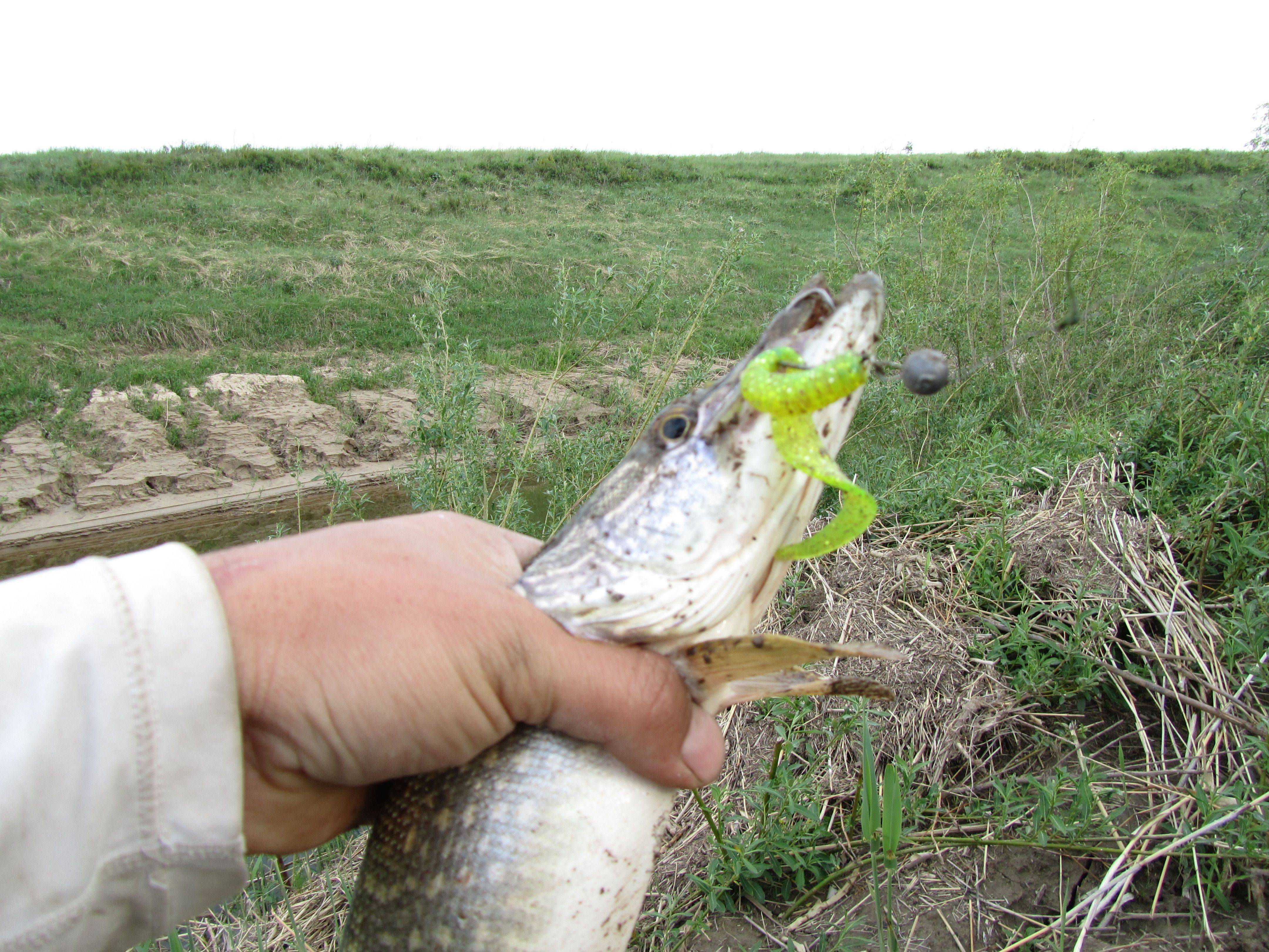 Ловля щуки весной в мае на спиннинг: приманки, можно ли, когда рыбачить