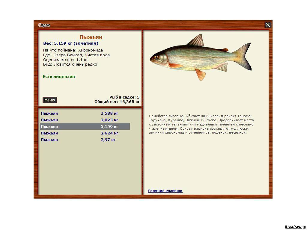 Рыба пыжьян описание и фото