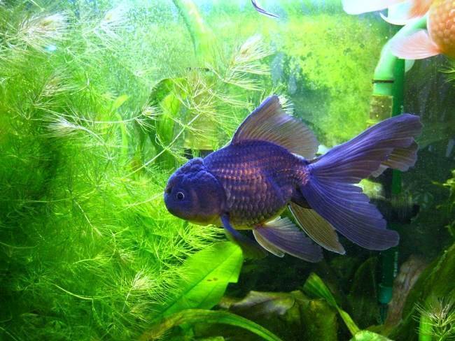 Золотые рыбки: уход и содержание в аквариуме, виды и их характеристики, размножение в домашних условиях