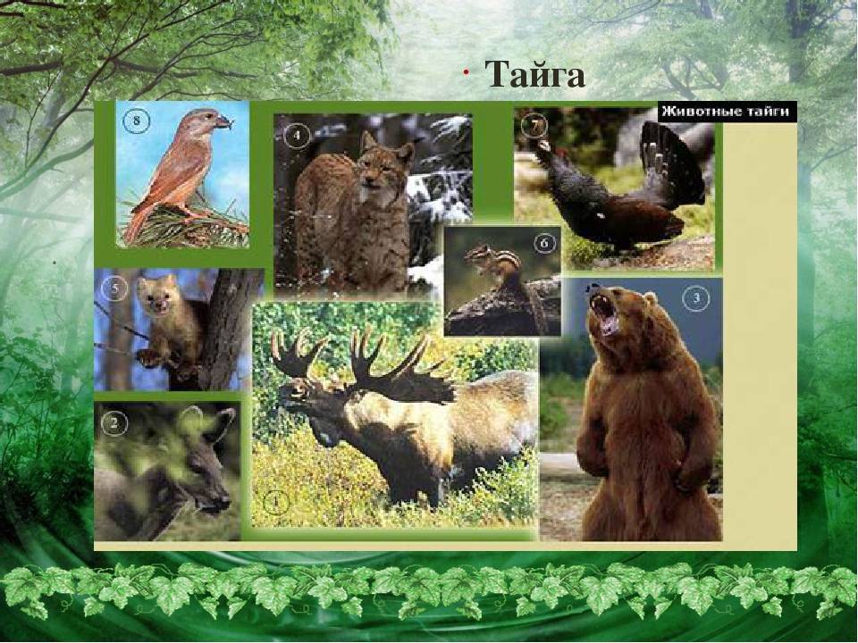 Животный мир тайги: климат, какие животные и растения можно встретить там