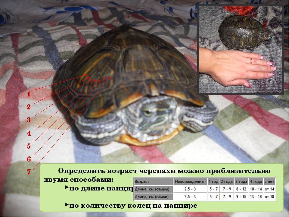 Как определить возраст красноухой черепахи: по панцирю
как определить возраст красноухой черепахи: по панцирю