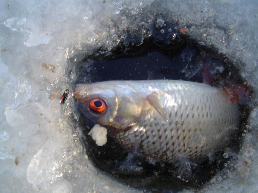 Как стать успешным рыбаком: зимняя рыбалка