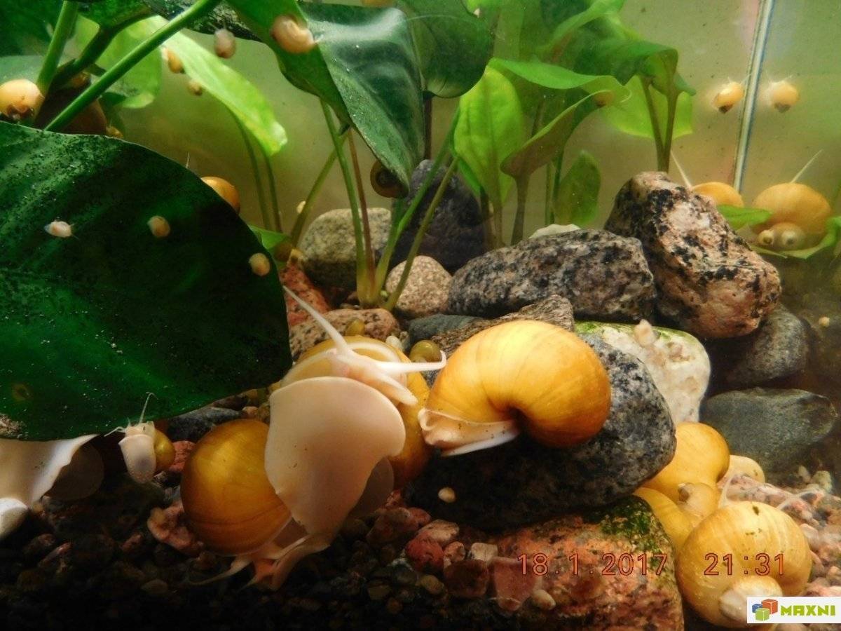 витамины для улиток ампулярий в аквариуме