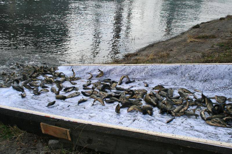 За трофейным карпом, новомичуринское водохранилище рыбалка.