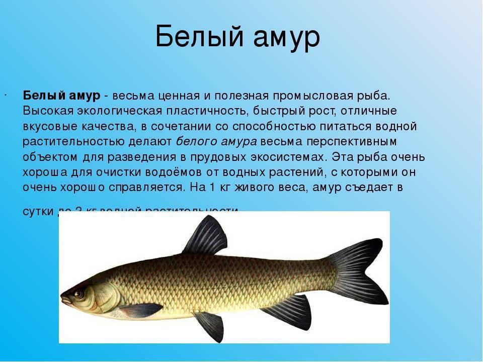 Белый амур что за рыба фото описание