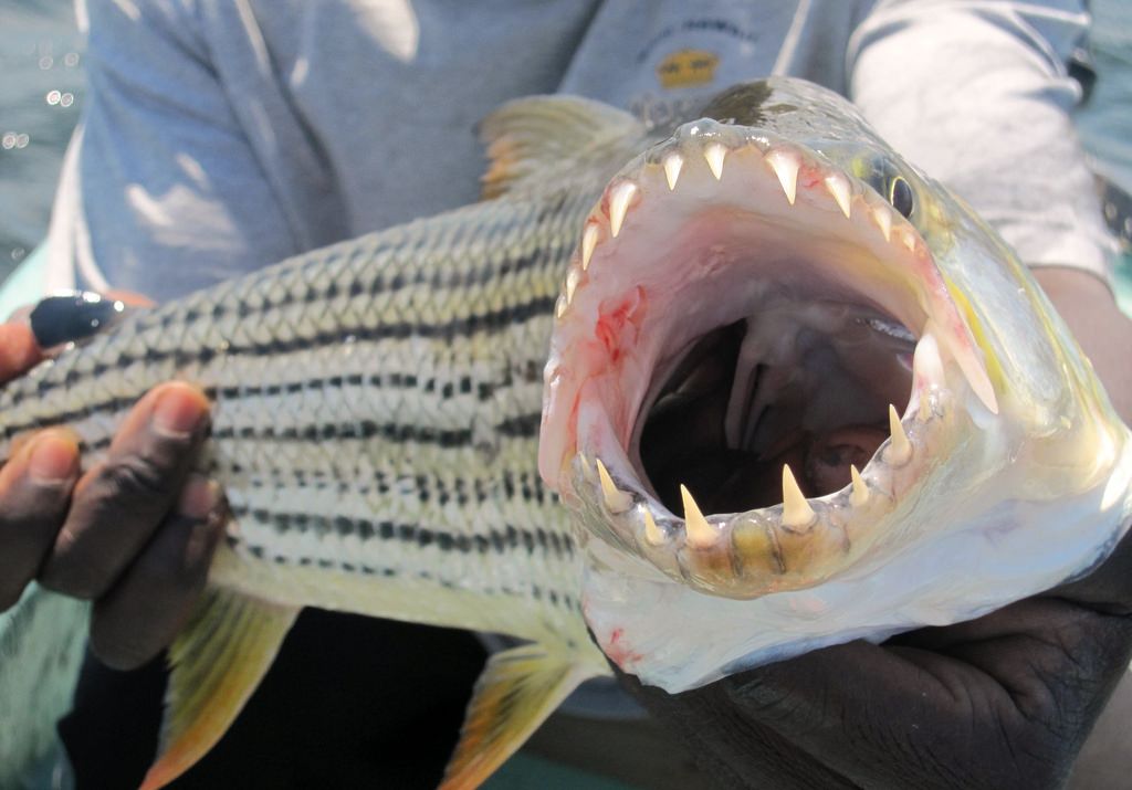 Рыба голиаф: как выглядит африканский тигровый гидроцин, особенности содержания и обитания