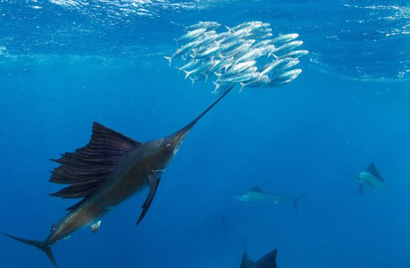 Древнейшие крупные рыбы тихого океана: их виды и условия обитания в южных морях