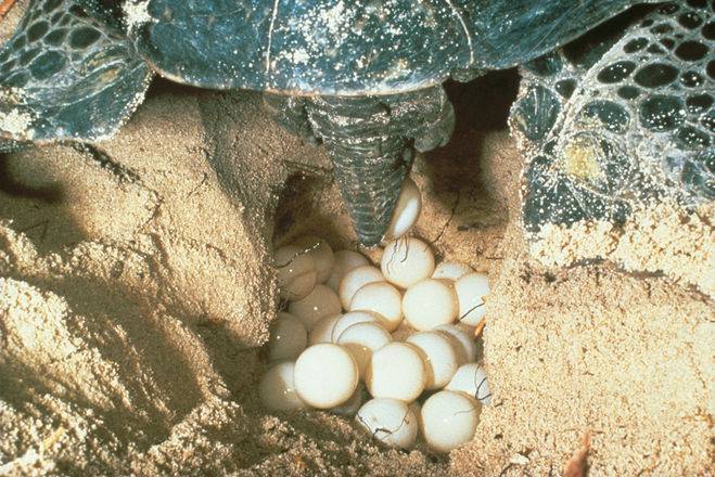 Процесс кладки яиц у красноухой черепахи