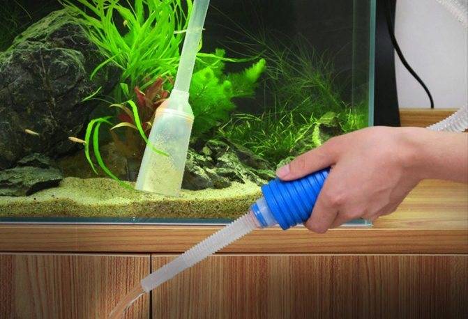Как сифонить грунт в аквариуме (с растениями и без): как правильно и часто надо это делать, когда не нужно