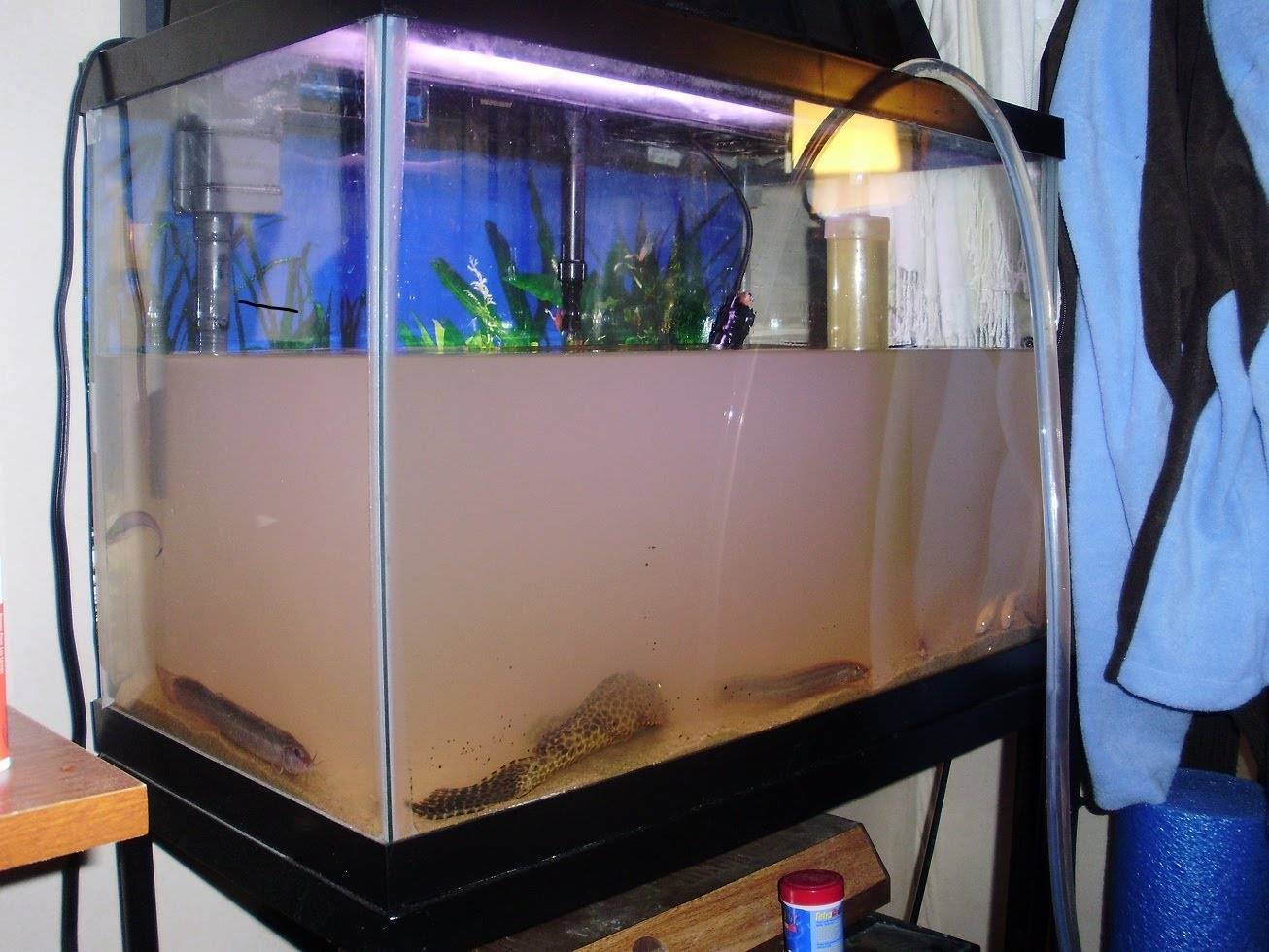 Узнайте, какую воду можно заливать в аквариум для рыбок