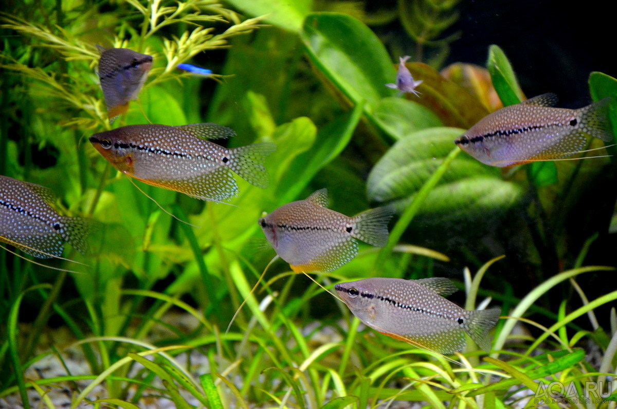 Рыбки гурами: виды с фото, содержание и размножение
