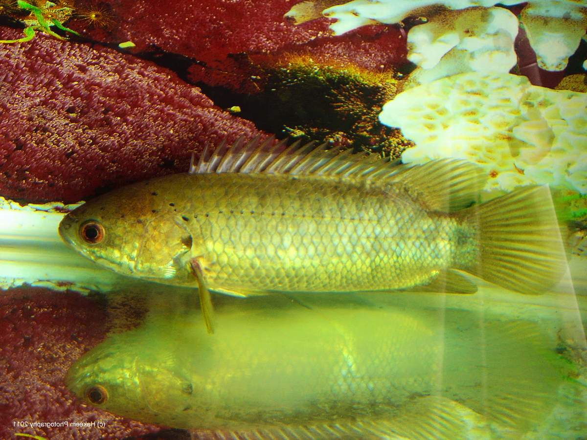 Рыбка гамбузия: содержание и уход, чем кормить, разведение, отличия
