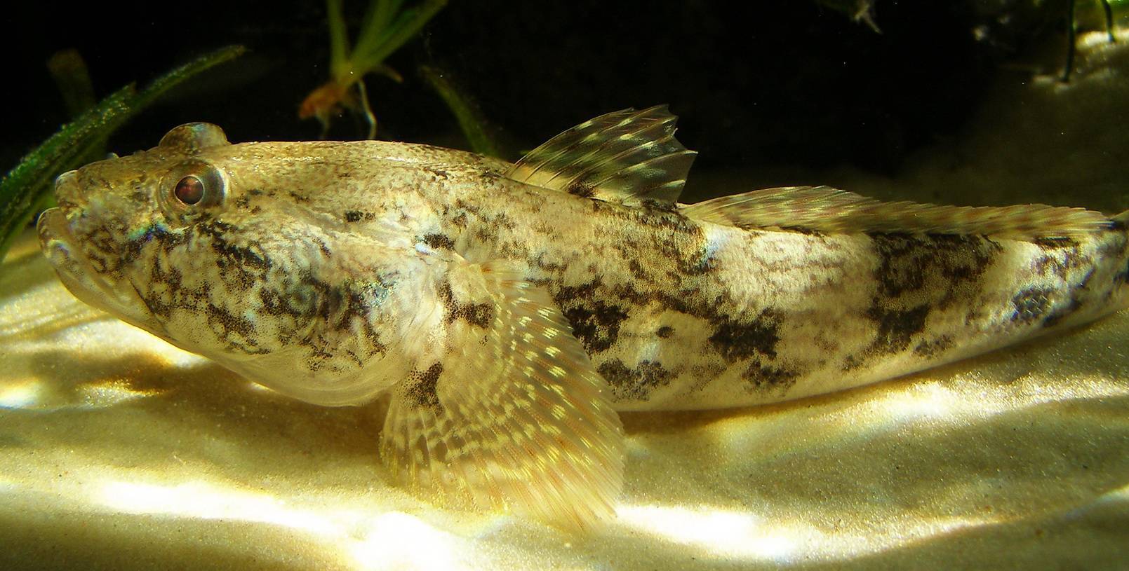 Камчатский бычок рыба фото