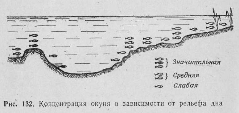 Ловля окуня по первому льду: весь процесс в подробностях от профи