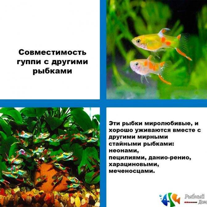 Меченосец вуалевый