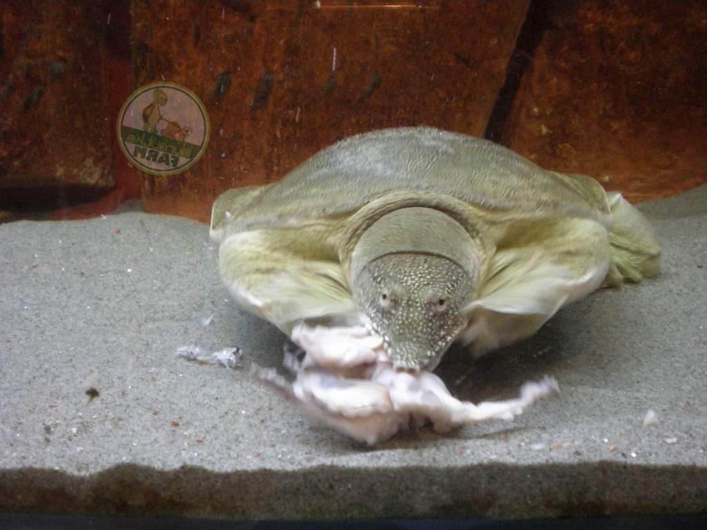 Китайский трионикс — дальневосточная черепаха: описание, особенности содержания в домашних условиях :: syl.ru